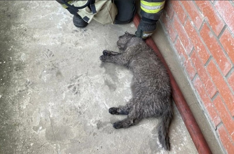 Спасатели реанимировали кота, надышавшегося дымом при пожаре в Балашихе