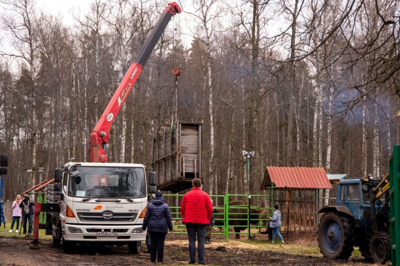Шестеро телят зубров переехали из Приокско-террасного заповедника под Серпуховом в соседний регион