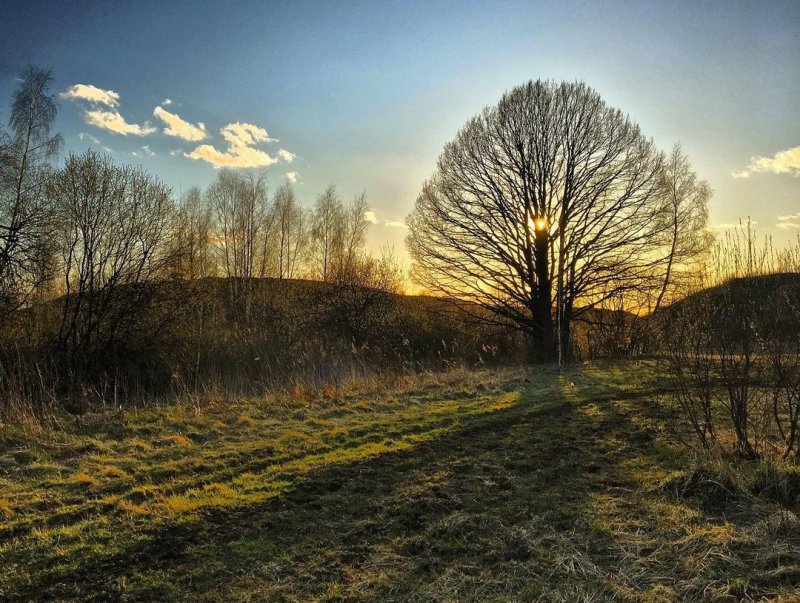 Жители Красногорска завели аккаунт Instagram старинному дубу, чтобы спасти от вырубки
