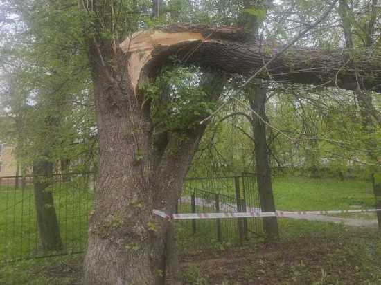 Упавшее дерево убило пенсионерку в Луховицах. Прокуратура начала проверку