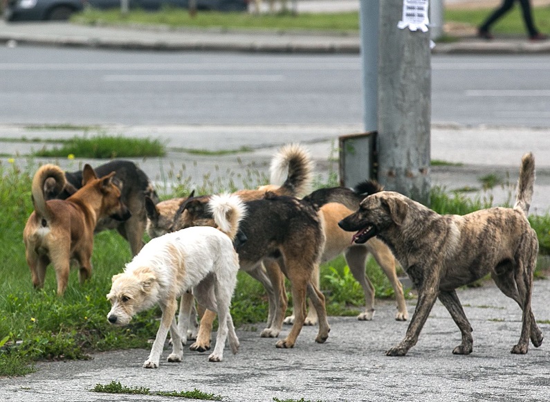 В Московской области поддержали законопроект об ответственности за брошенных животных