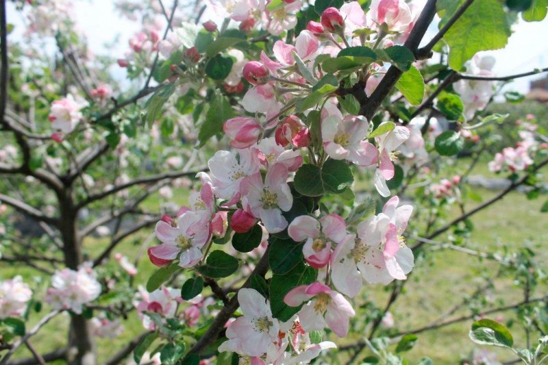 300 яблонь сортов С.И. Исаева цветут в Ивантеевском лесопитомнике в память об ученом