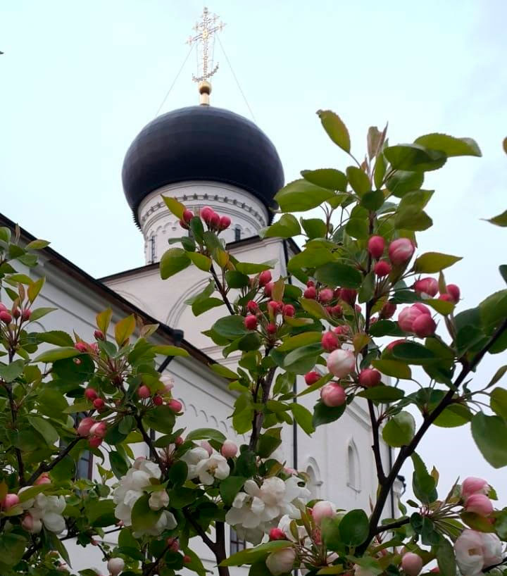 300 яблонь сортов С.И. Исаева цветут в Ивантеевском лесопитомнике в память об ученом
