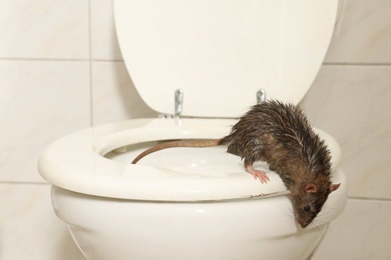 Жмтель Химок пожаловался на крысу, вынырнувшую из унитаза