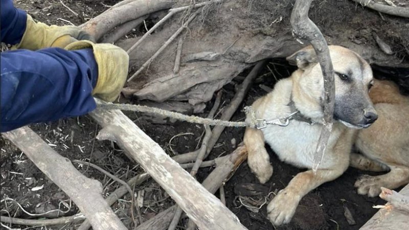 Спасатели освободили собаку, оставленную на привязи без еды и воды