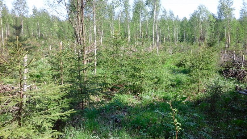 В Пушкинских лесничествах ведутся плановые работы по рубкам деревьев