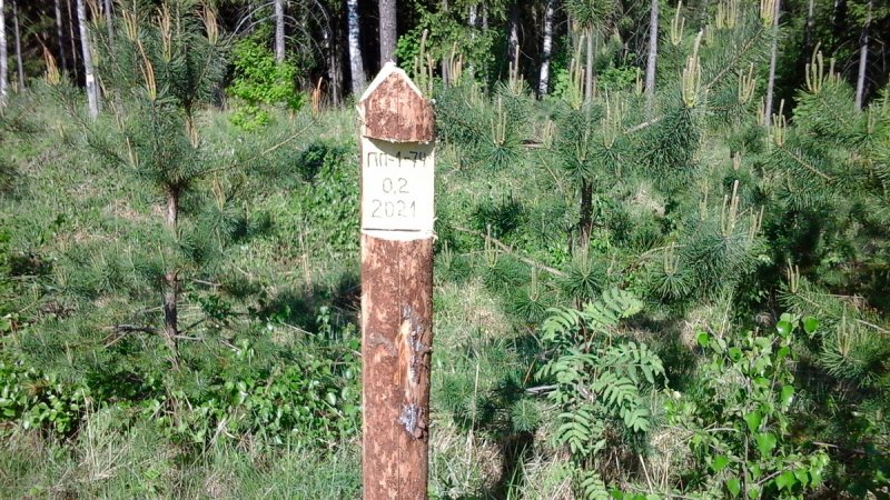 В Пушкинских лесничествах ведутся плановые работы по рубкам деревьев