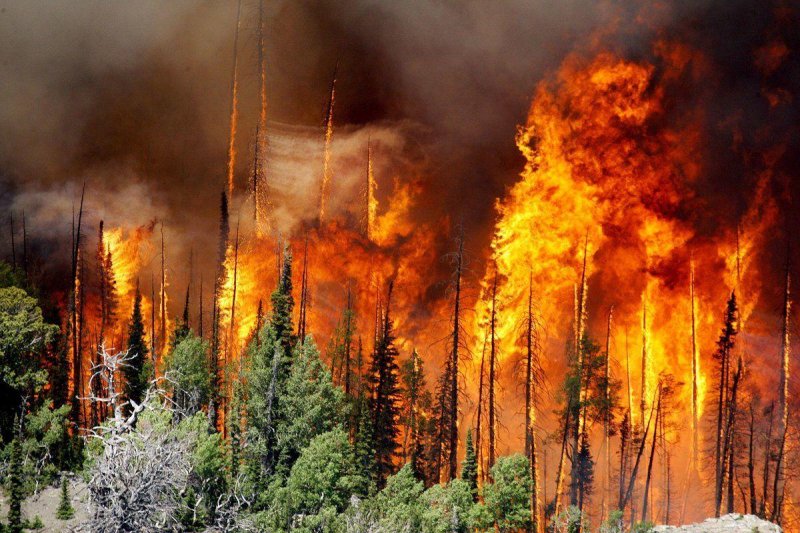 Лес загорелся в Люберецком округе