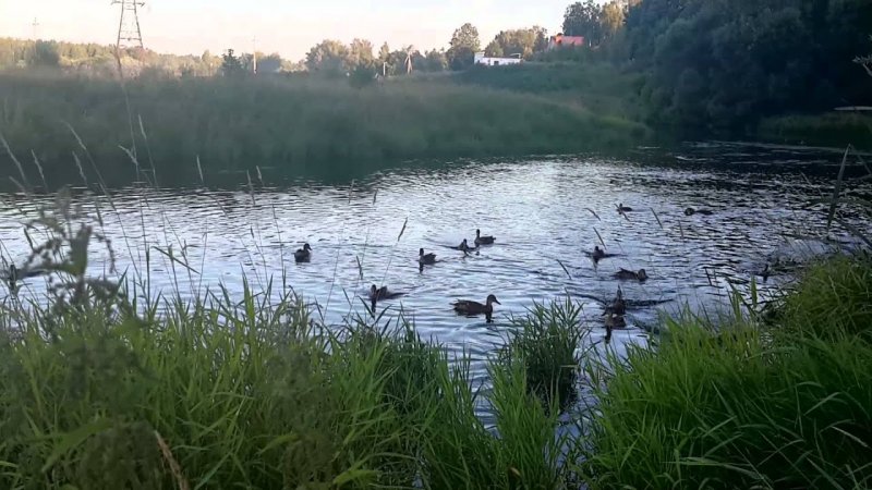 Уральская компания вновь уличена в загрязнении реки в Пушкино