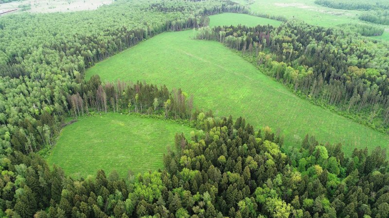 Сгоревшие леса восстанавливают в Московской области