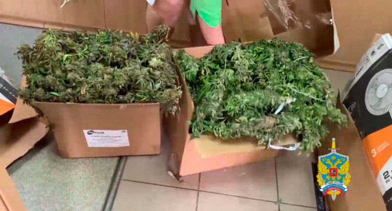 В Солнечногорске двое приезжих выращивали марихуану в промышленных масштабах