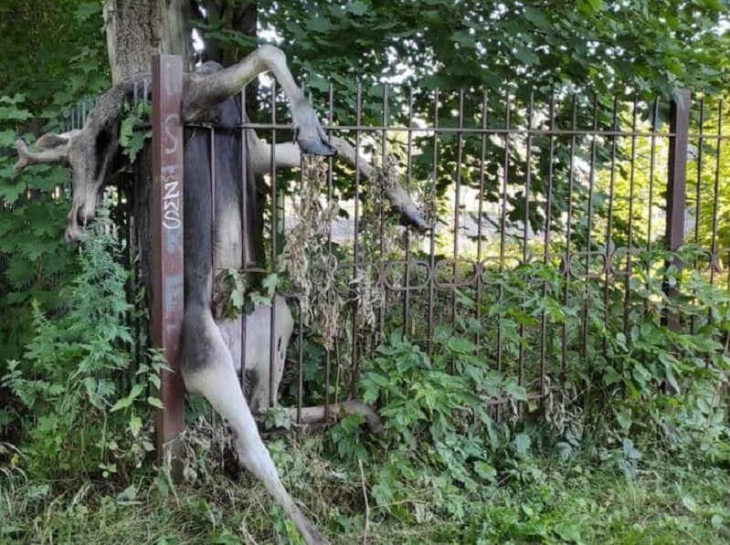 В Истре лось погиб при попытке перепрыгнуть забор частного дома
