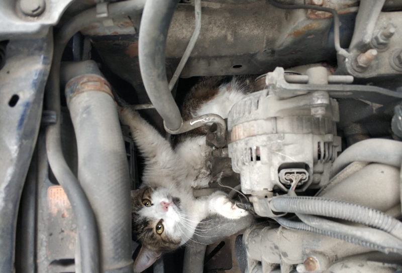 В Солнечногорске спасатели освободили застрявшую под капотом автомобиля кошку