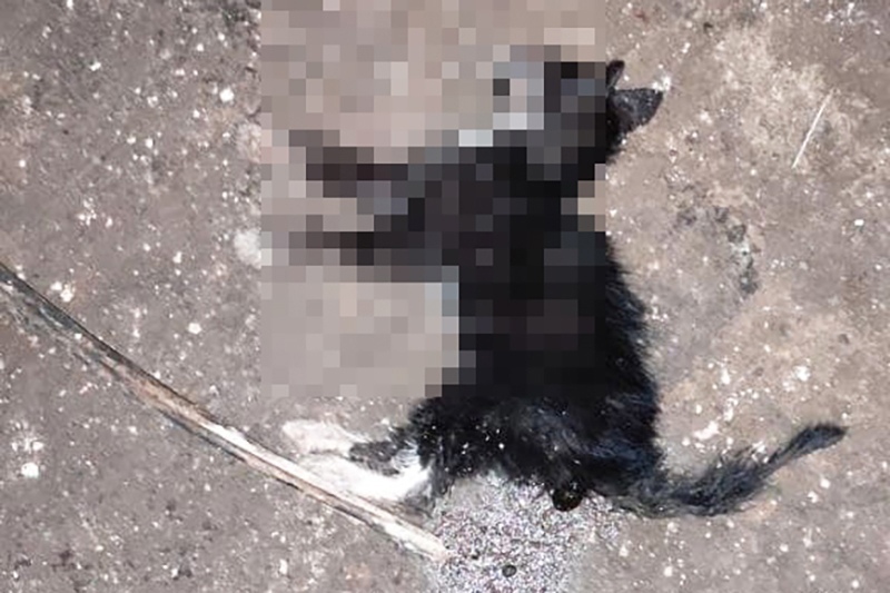 В Одинцове жители обратились в полицию из-за мучительной смерти котёнка от хлорки