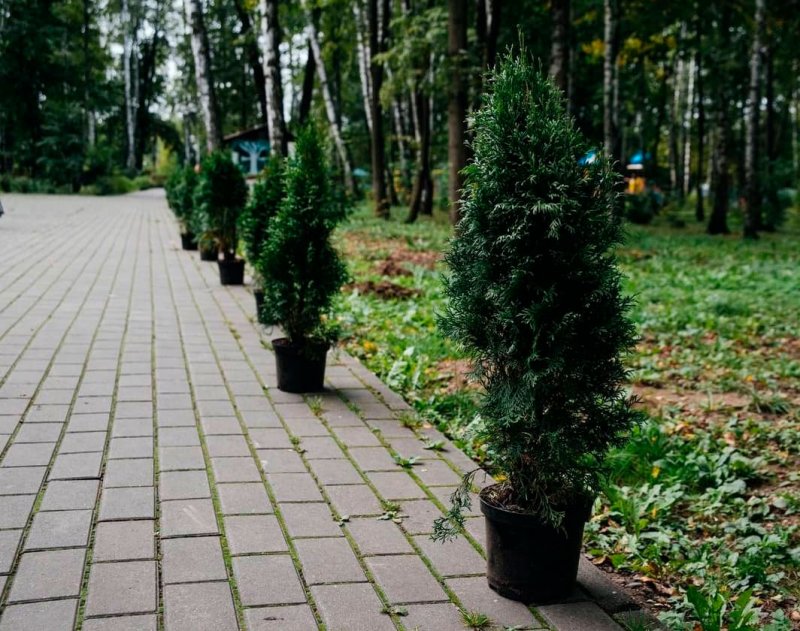 Около пяти тысяч новых деревьев появилось в Пушкинском округе