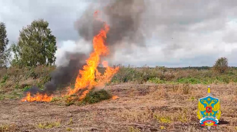 Около 13 гектаров дикорастущей конопли уничтожили полицейские в Орехово-Зуево