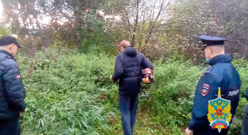 Около 13 гектаров дикорастущей конопли уничтожили полицейские в Орехово-Зуево