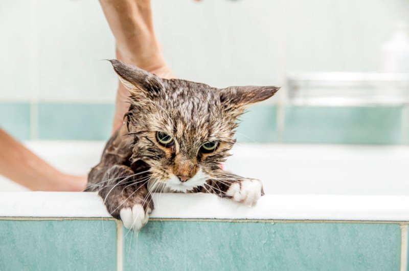Застрявшего в ванне кота спасли в Богородском округе