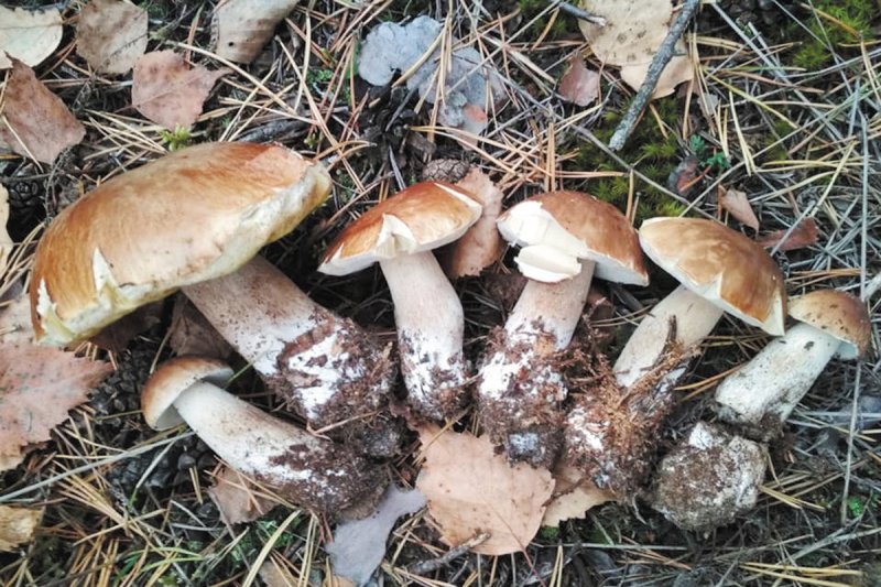 Супружеская пара насмерть отравилась грибами в Клину