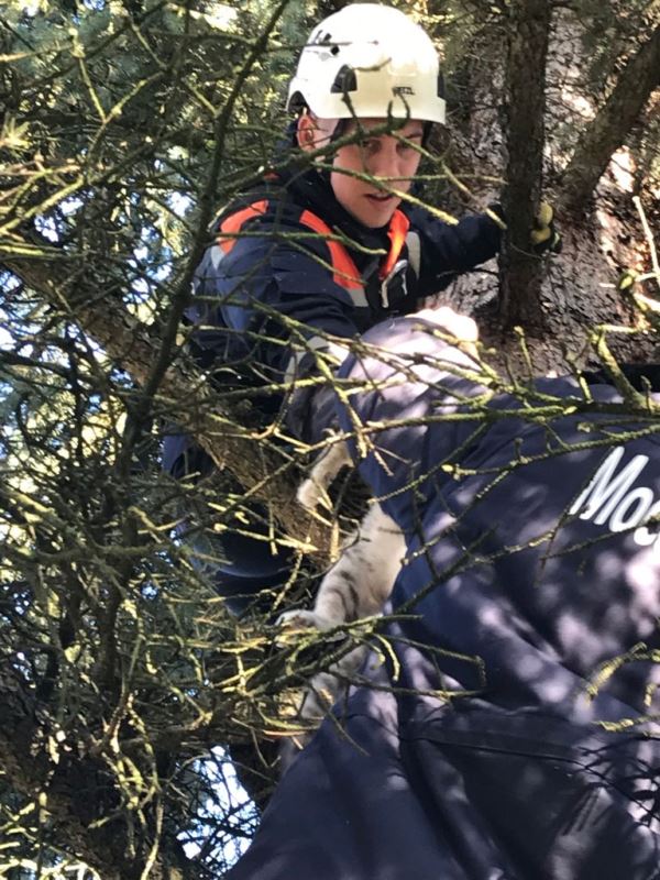В Павловском Посаде спасатели сняли с дерева кошку, просидевшую там несколько дней