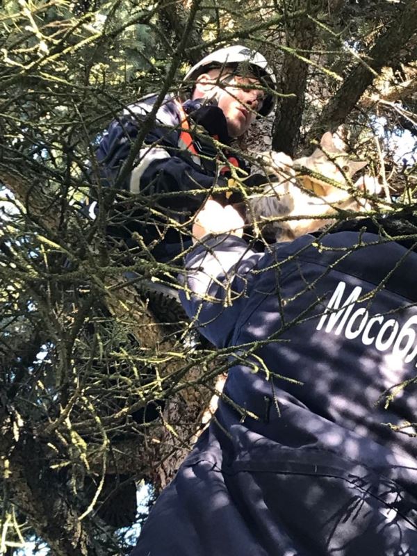 В Павловском Посаде спасатели сняли с дерева кошку, просидевшую там несколько дней