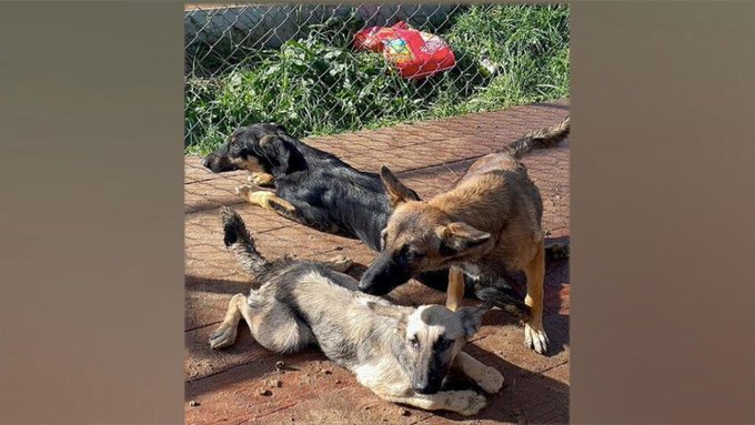 В приюте для животных "Лохматая душа" под Чеховым отравилось более 160 собак