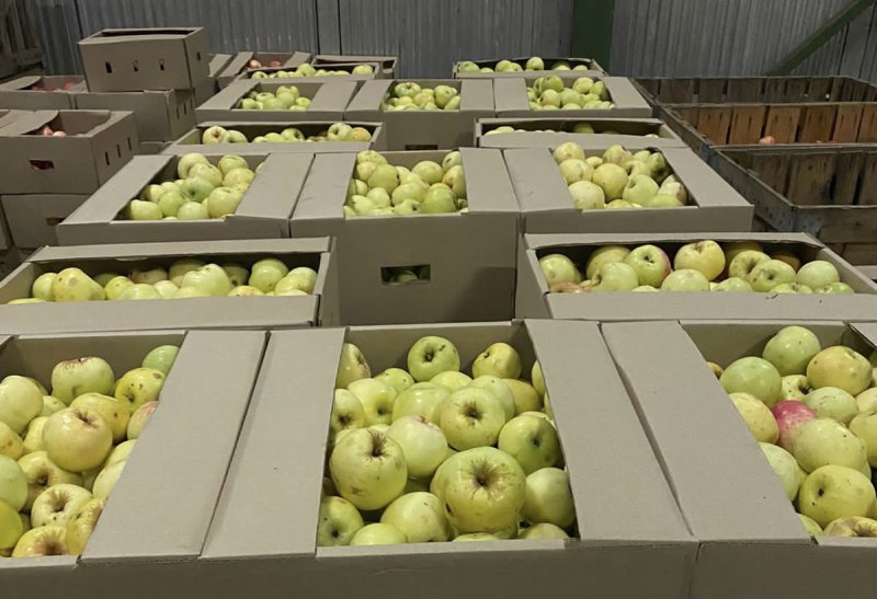 Производство яблок в Подмосковье увеличится вдвое