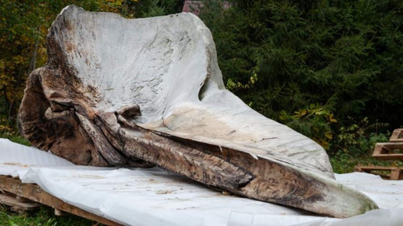 В Подмосковье привезли найденный на Курилах череп гигантского кашалота