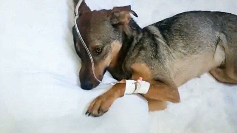 Хозяйка приюта в Чехове, в котором погибли собаки, назвала причину трагедии