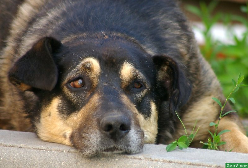 В Одинцово спасли собаку, провалившуюся в канализационный люк