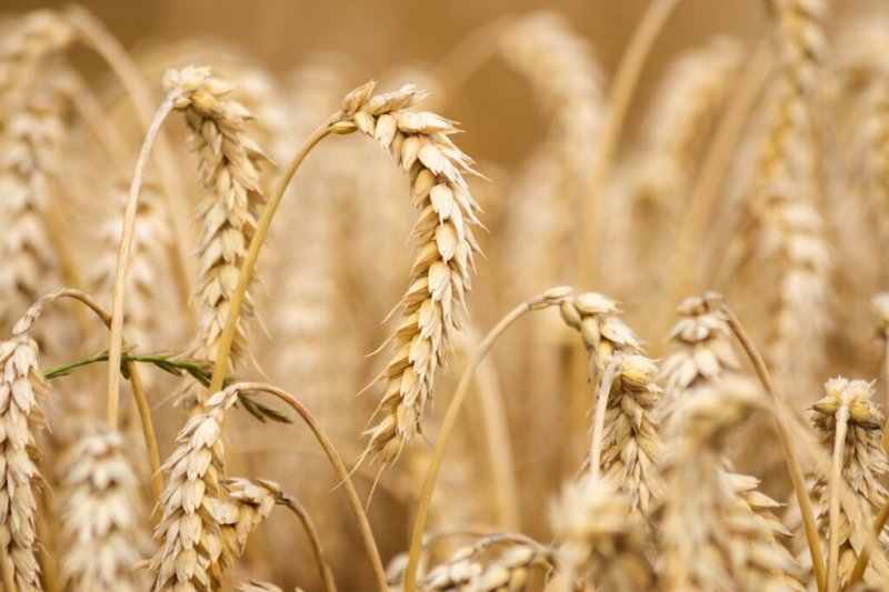 Подмосковье является лидером в селекции озимой пшеницы