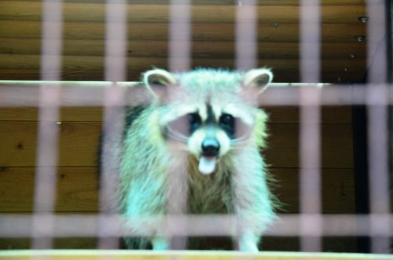 В контактном зоопарке Красногорска уволили сотрудницу, избившую метлой енота