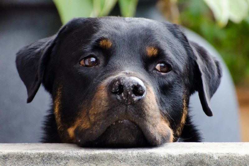Собака умершего хозяина две недели заперта на балконе в Одинцово