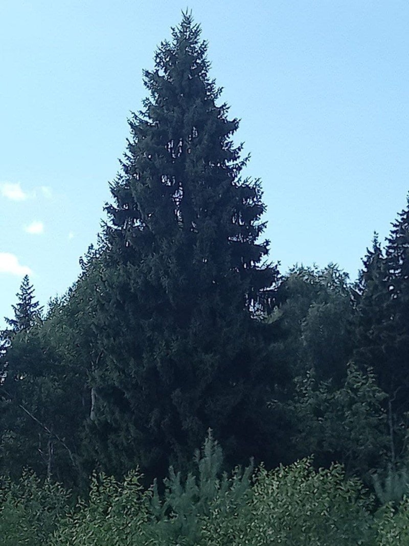 Главная новогодняя елка страны найдена в Московском учебно-опытном лесничестве