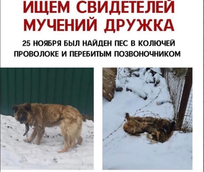 Под Солнечногорском ищут живодёров, замотавших собаку в колючую проволоку