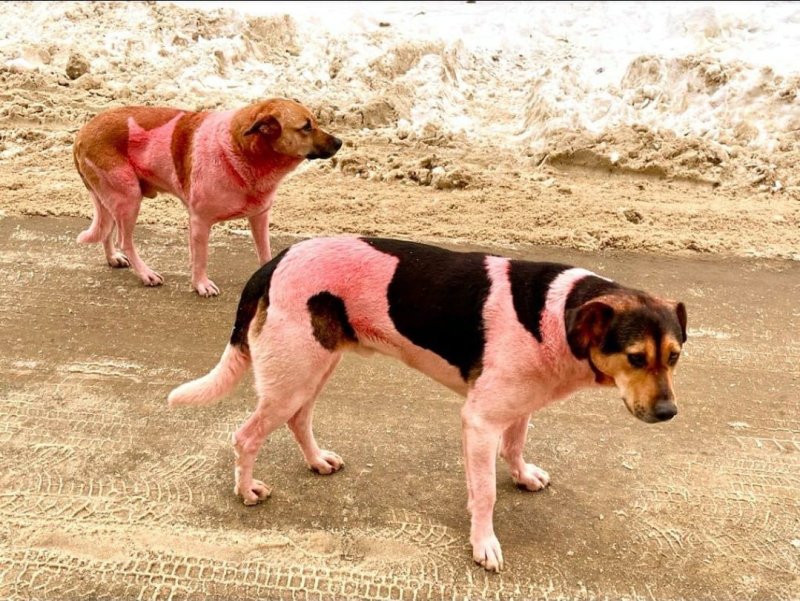 Жителей Долгопрудного удивили розовые собаки