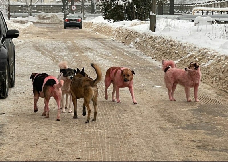 Жителей Долгопрудного удивили розовые собаки