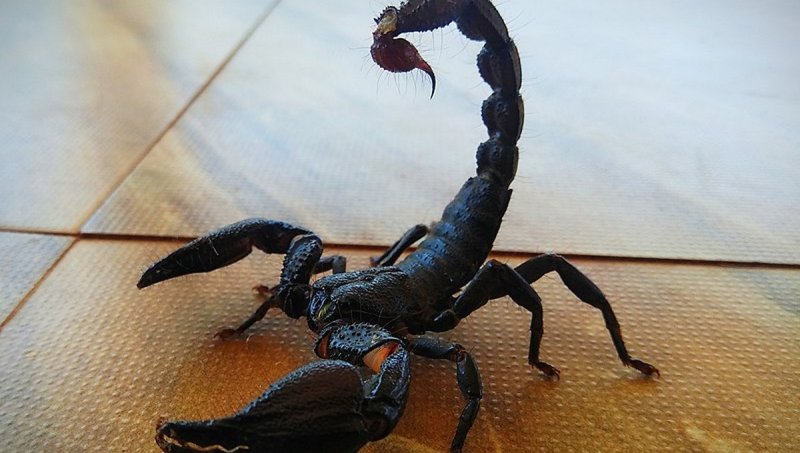 Девочку укусил скорпион в Наро-Фоминском округе