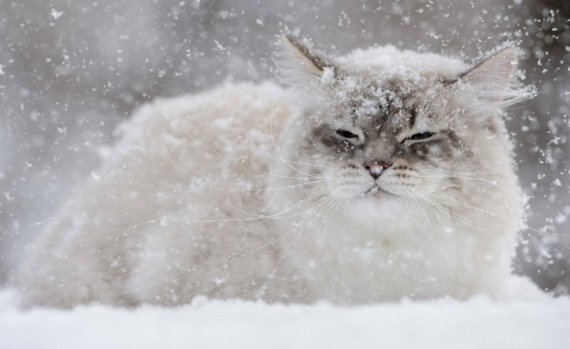 В Дмитрове спасли кота, которого выбросили умирать на мороз