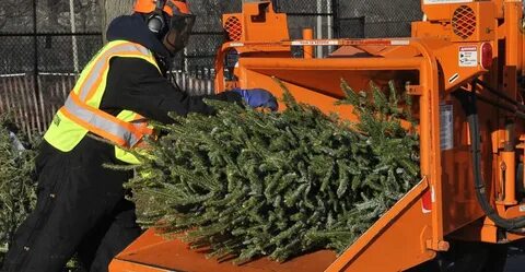 15 января в Московской области стартует акция "Подари елке вторую жизнь!"