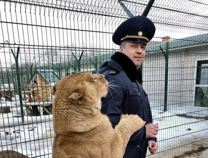 Власти Подмосковья поддержали иск против незаконного зверинца в Одинцовском округе