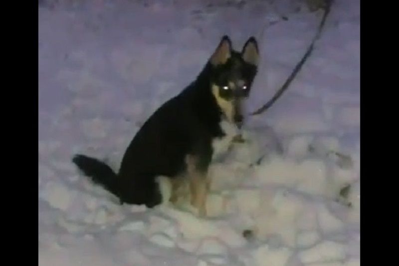 Жители Дмитрова спасли собаку, которая двое суток провела привязанной на морозе