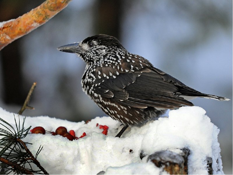 День зимующих птиц отметят в Софрино