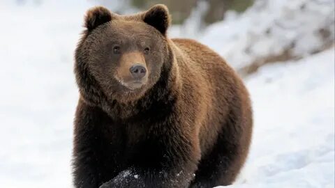 Прокуратура в Мытищах проверит блогершу, которая привела в квартиру живого медведя