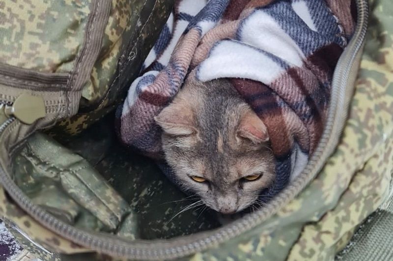 В Ликино-Дулево спасли кошку, просидевшую 4 дня на дереве