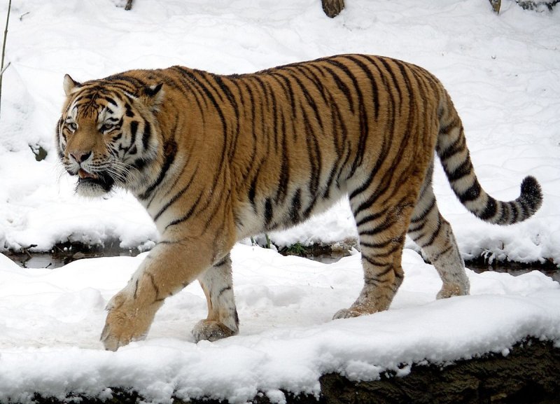 В Дмитровском округе заметили тигра