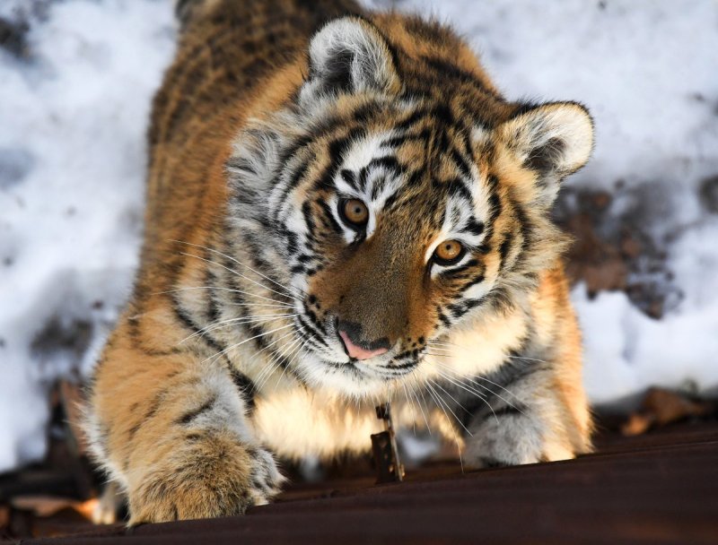 Потерявшегося тигрёнка поймали в Подмосковье
