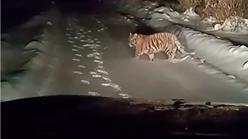 Потерявшегося тигрёнка поймали в Подмосковье