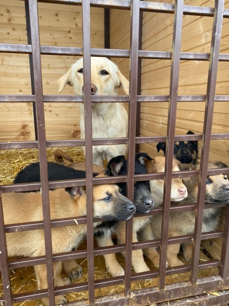 Более 14 тысяч бездомных собак привито от бешенства за год в Подмсковье