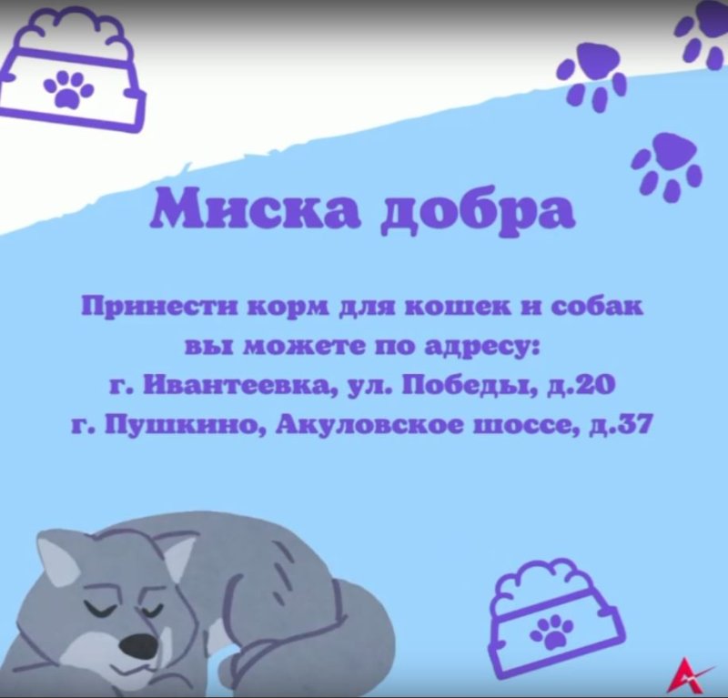 Активная молодежь Городского Пушкинского округа запустила акцию по сбору корма для животных